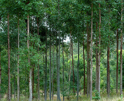 hardwood pole forest hardwood pole forest