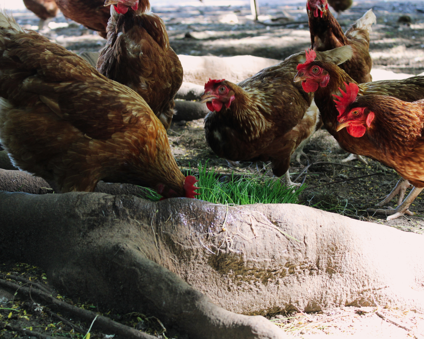 Chickens Eating Fodder Small