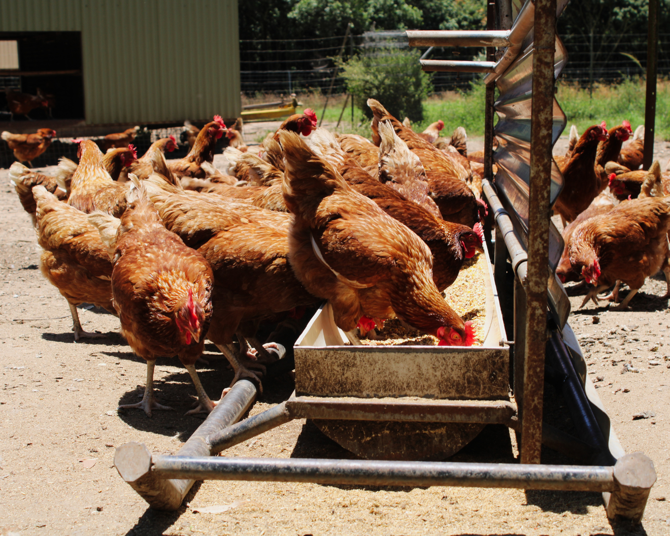 Lunchtime for Chickens small